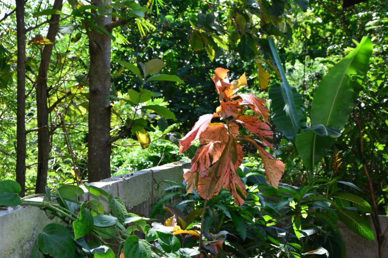 View Guesthouse & Bistro At Goyambokka Tangalle Exterior foto